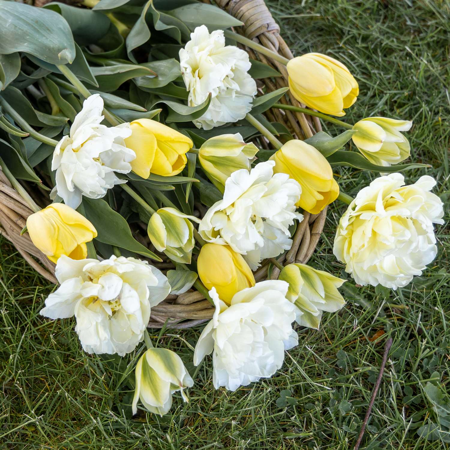 Tulpen-Mischung 'Buttercream'